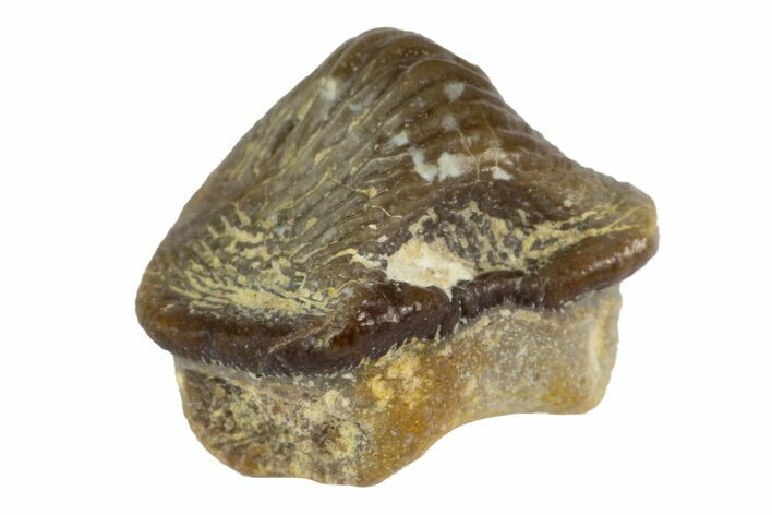 Fossil Crusher Shark (Ptychodus) Tooth - Kansas #152315